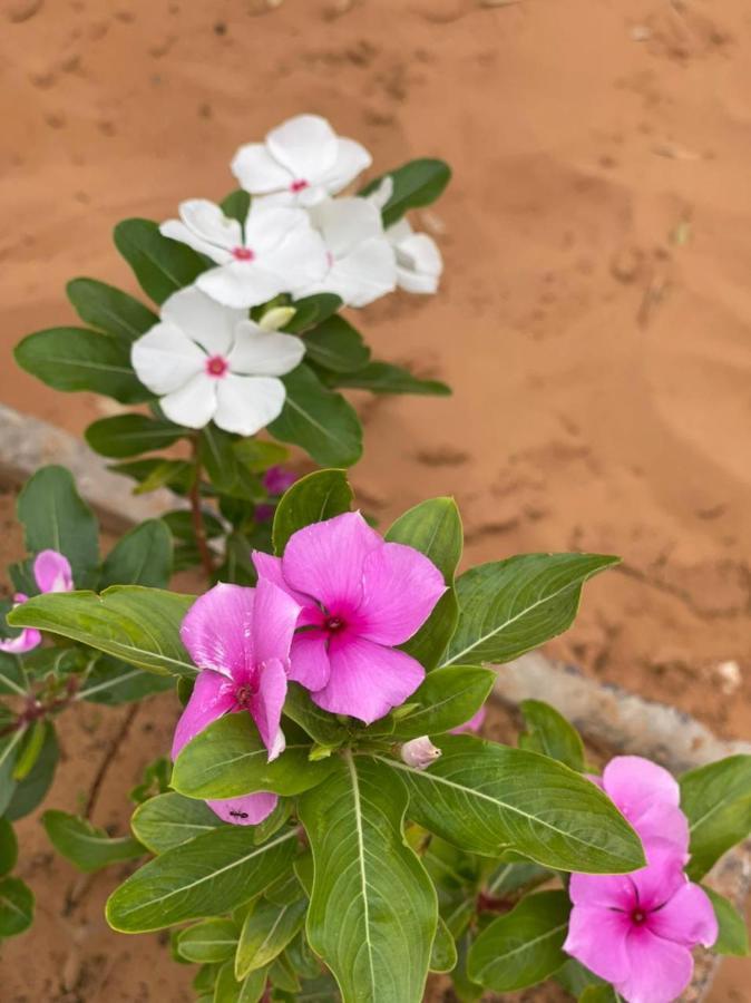 Erg Chebbi Sahara Camp Hotel Мерцуга Екстериор снимка