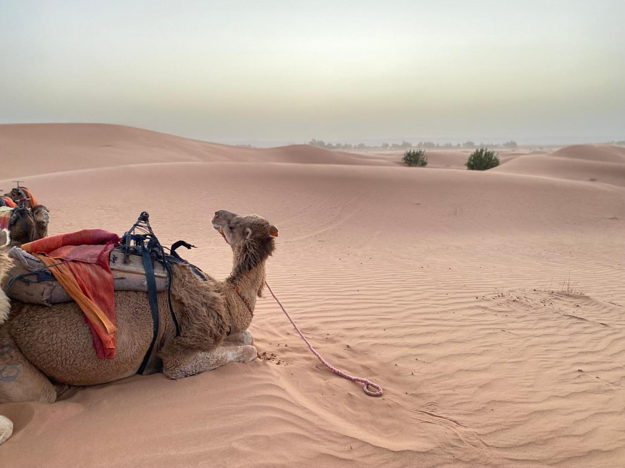 Erg Chebbi Sahara Camp Hotel Мерцуга Екстериор снимка
